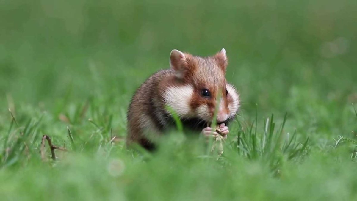 Сибирский полевой хомяк