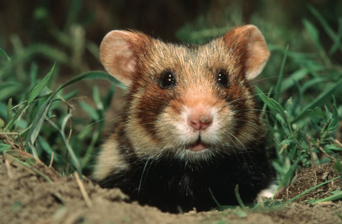 Степной хомяк карбыш