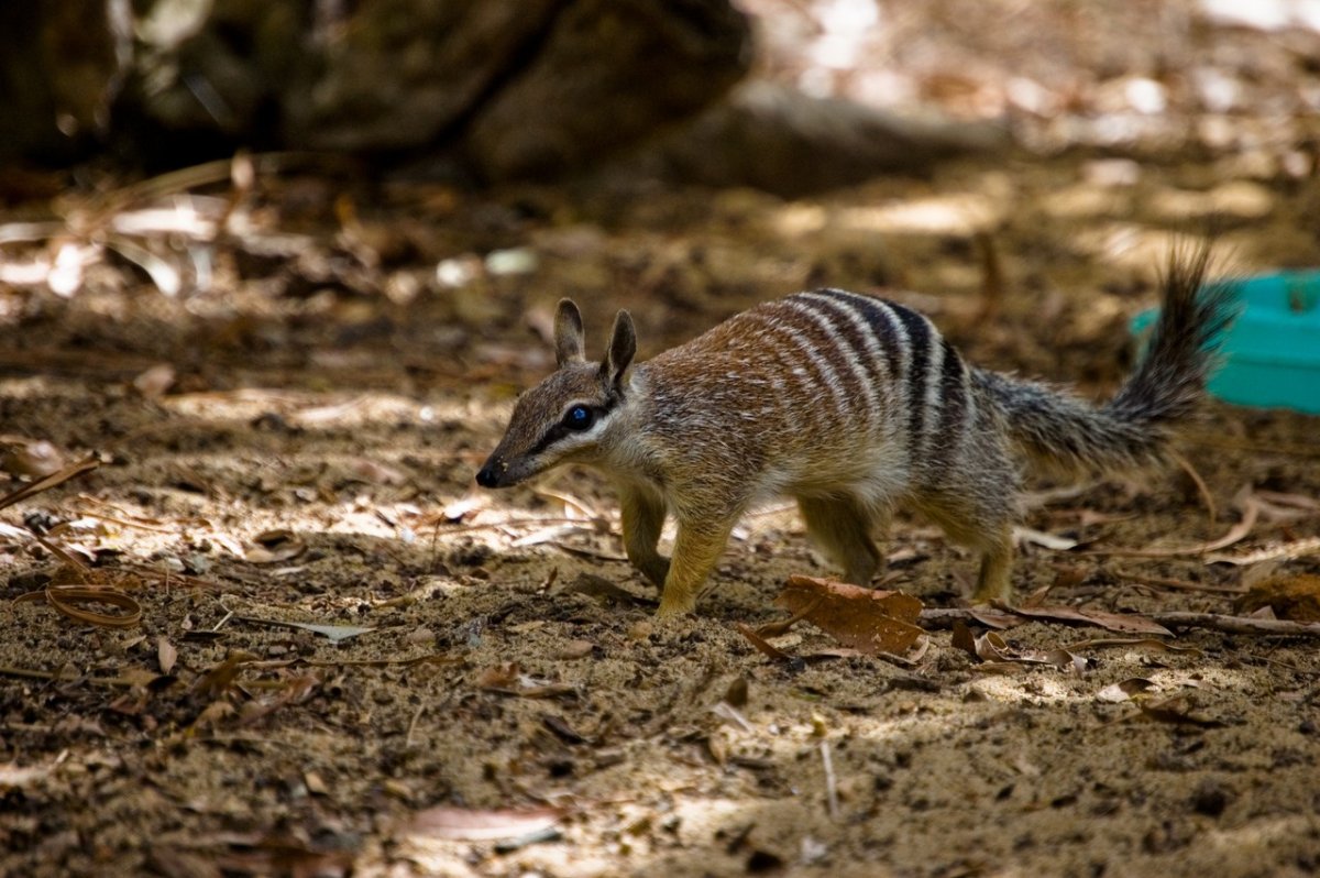Сумчатый муравьед