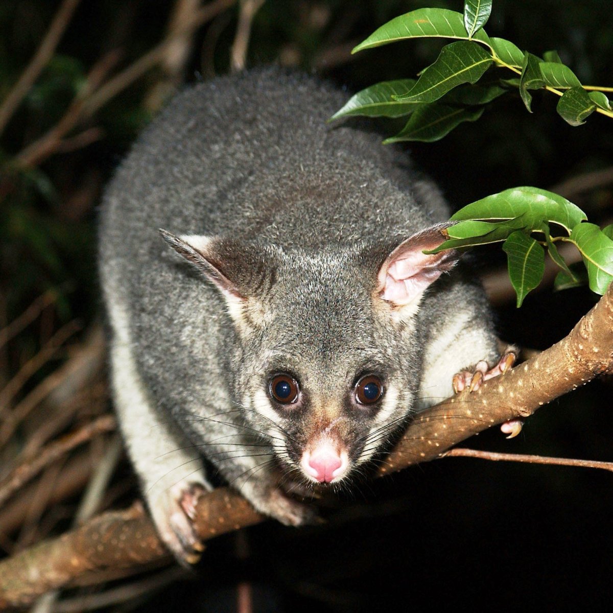 Австралийский щетинохвостый поссум