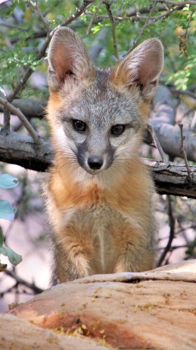 Сумчатая лиса Австралия