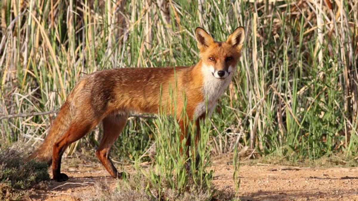 Сумчатая лисица австралии
