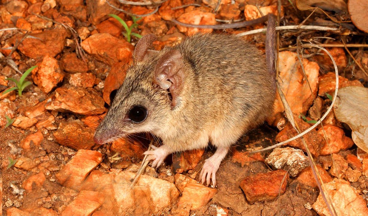 Сумчатая мышь Австралии