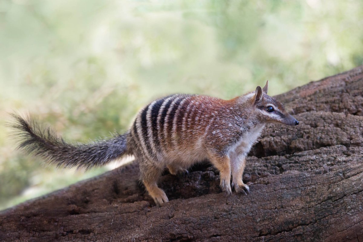 Сумчатый муравьед ареал обитания
