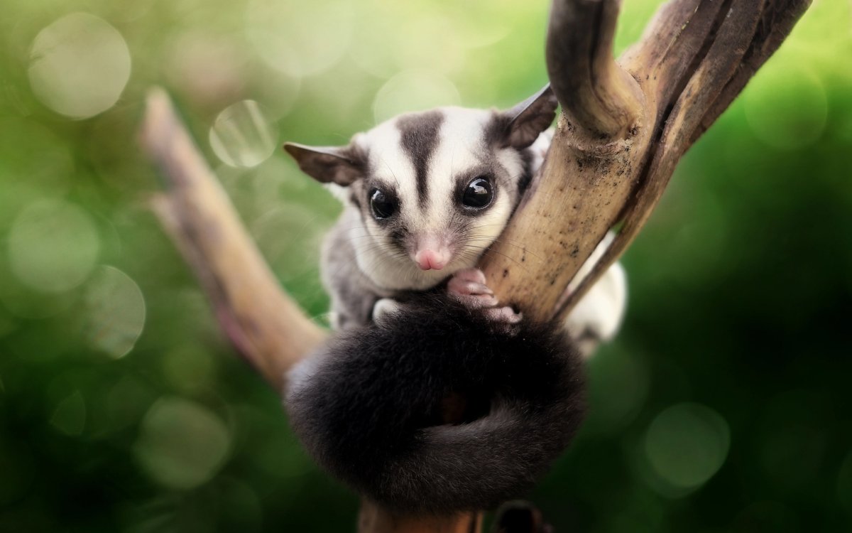 Сахарный поссум милые