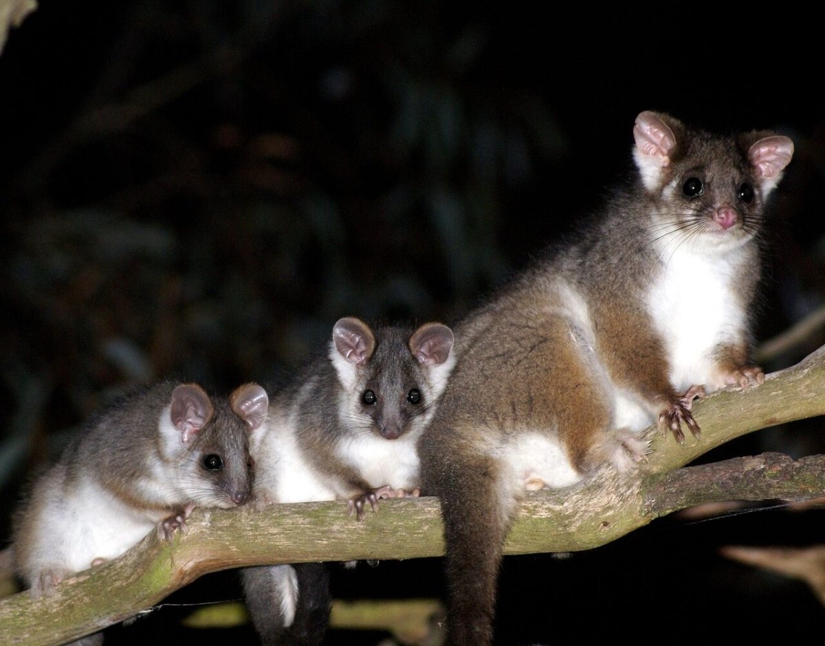 Новозеландский поссум