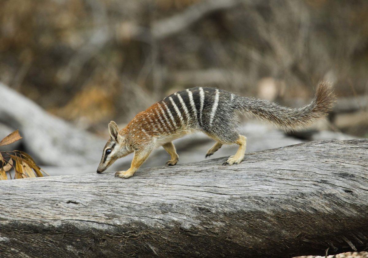 Рыжий намбат