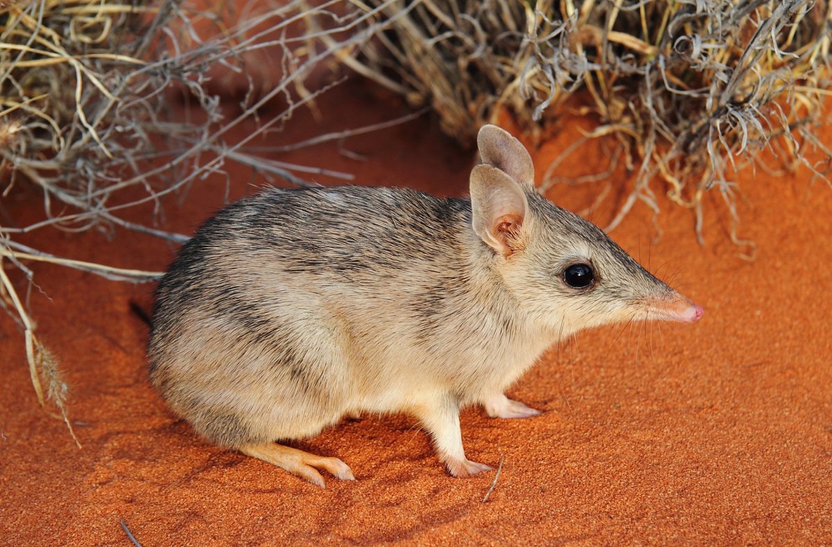 Малый кроличий бандикут