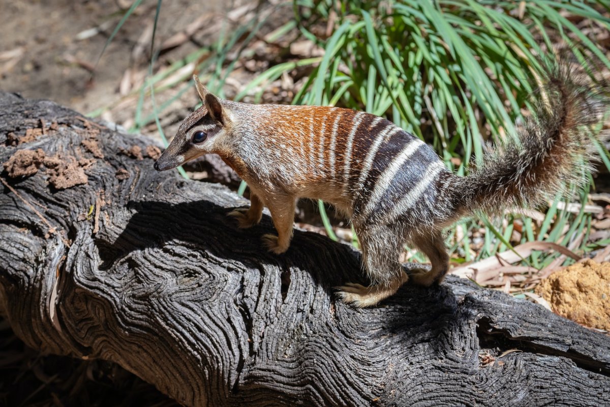 Плато намбат