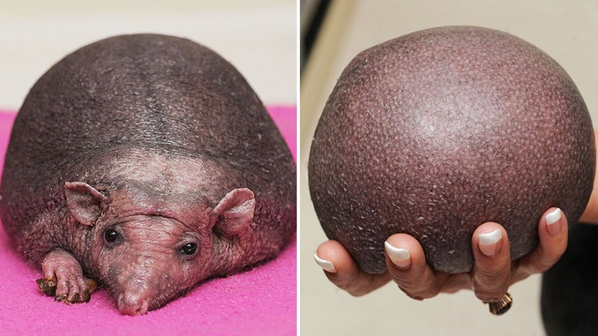 Ежик Нельсон