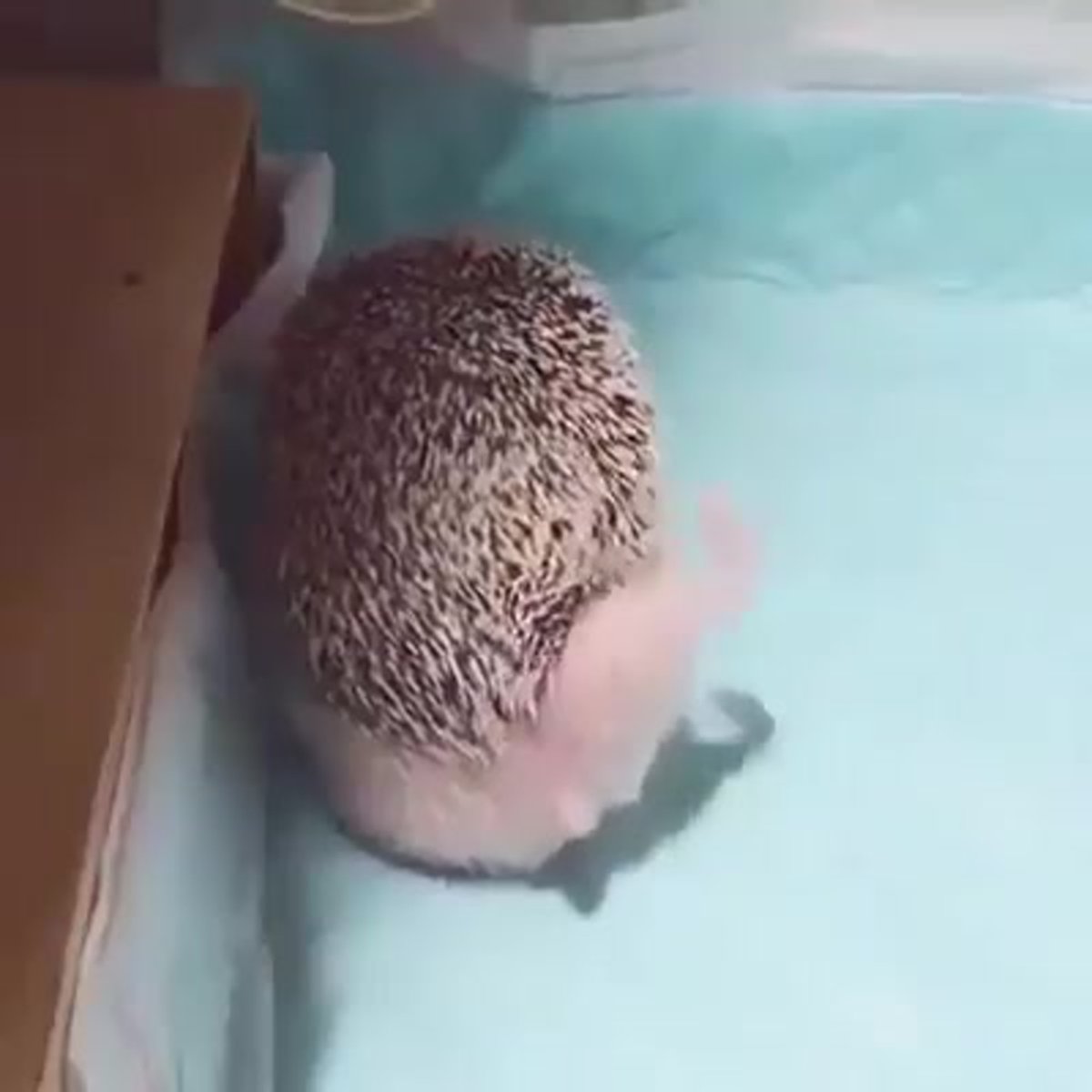 Ежик чешется