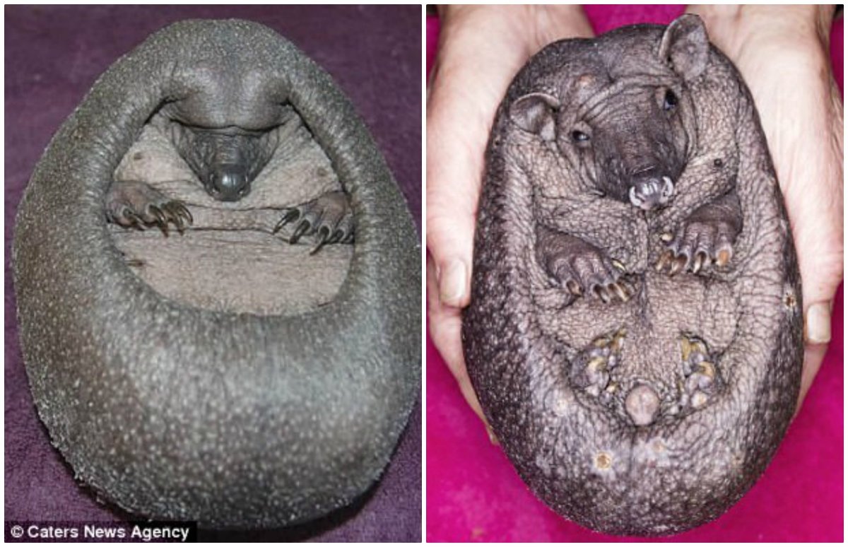 Лысый Ежик без иголок