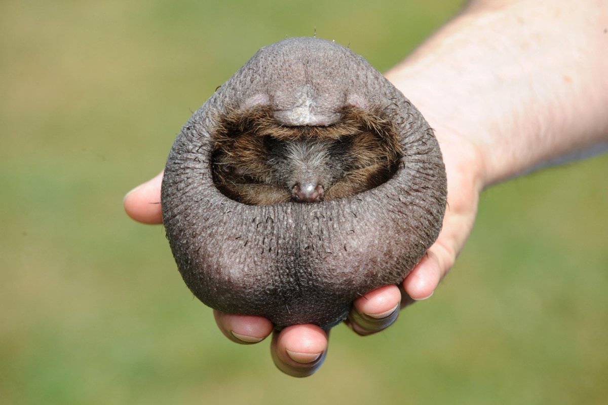 Бритый Ежик