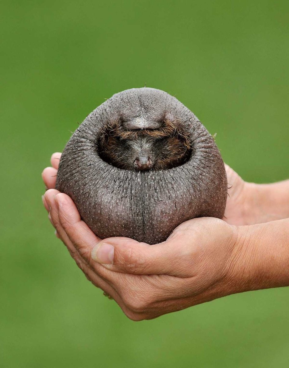 Лысый Ёжик картинки