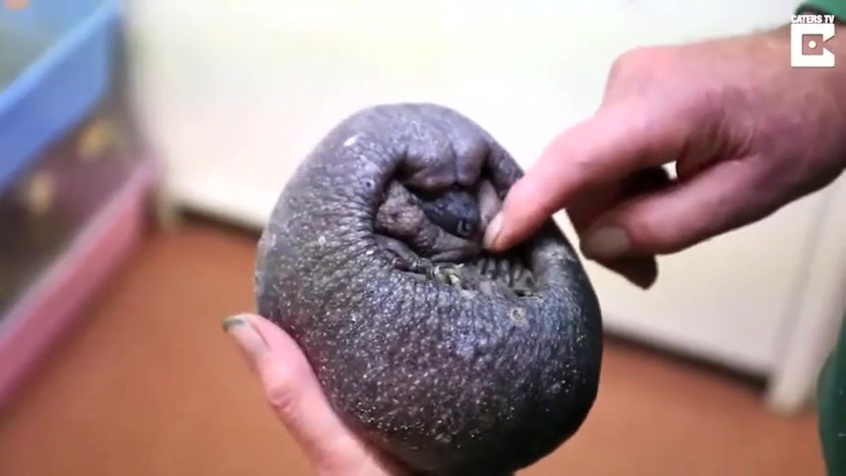 Лысый Ежик носит яблочки в рюкзачке