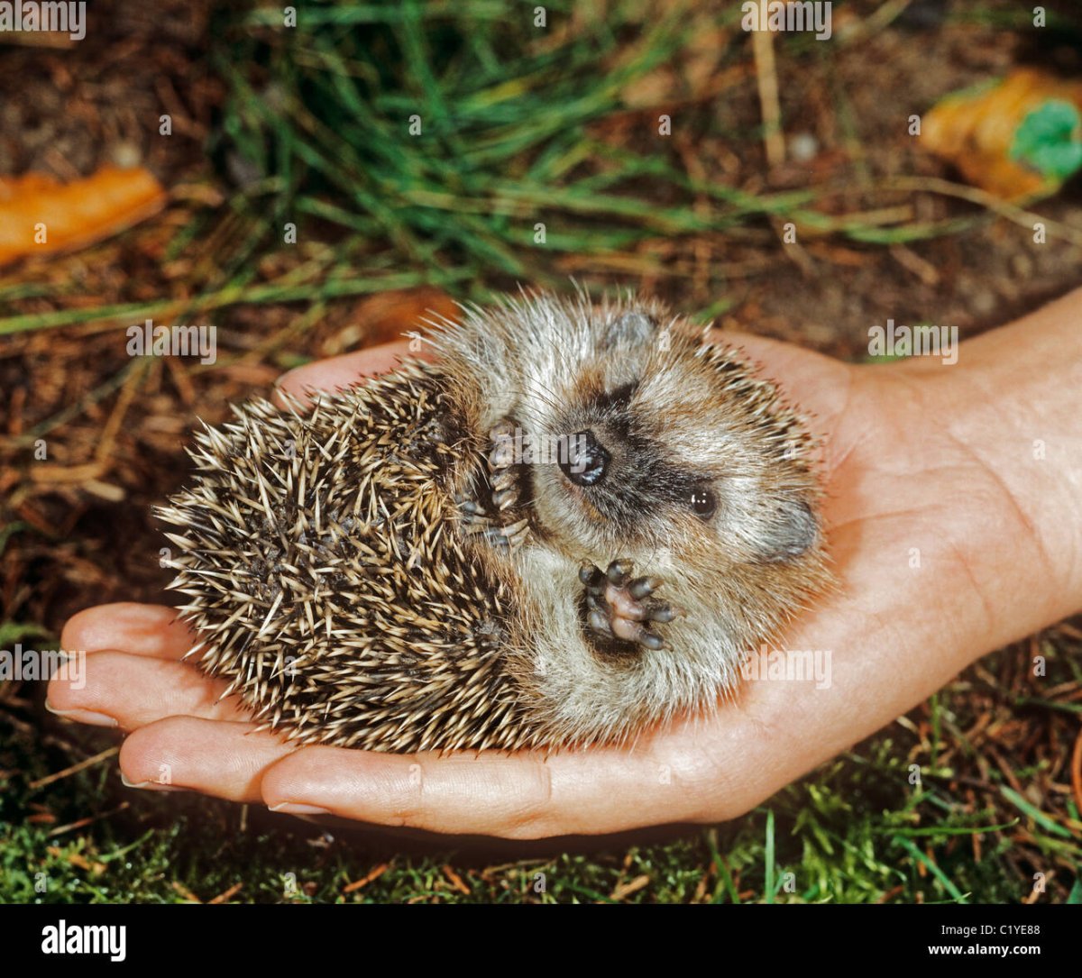 Еж ну ладно