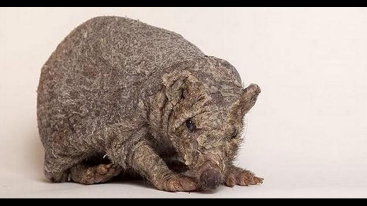 Ежик без иголок и шерсти