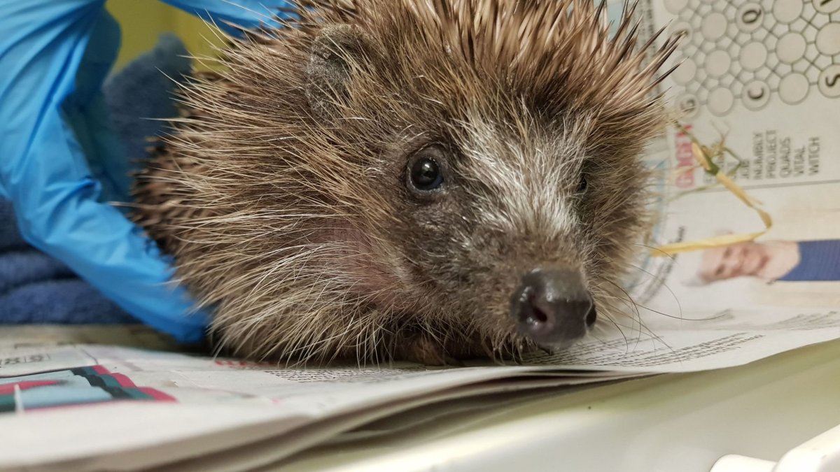 Ёжик дома лысеет