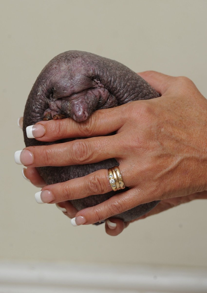 Ежик Нельсон