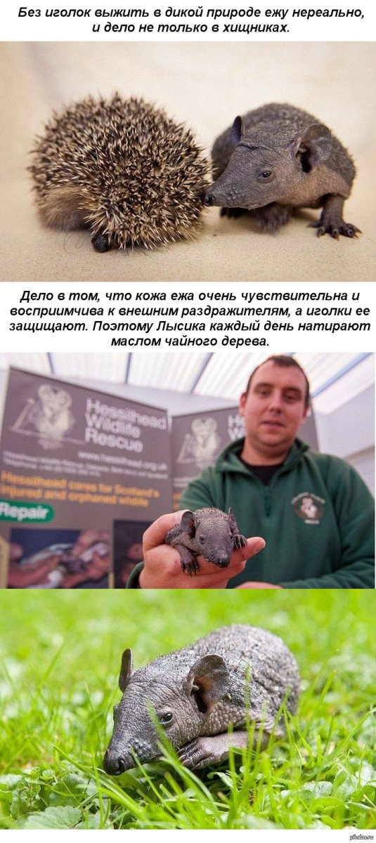 Ежик без иголок