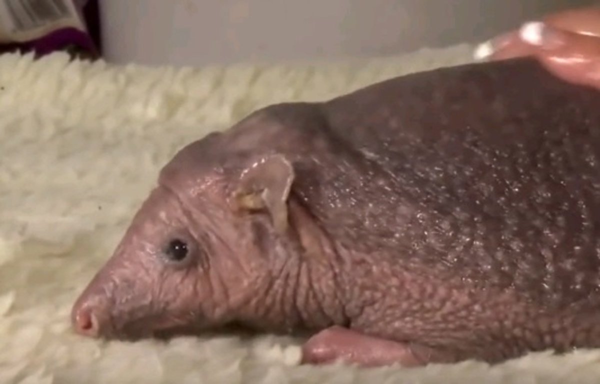 Ежик Нельсон