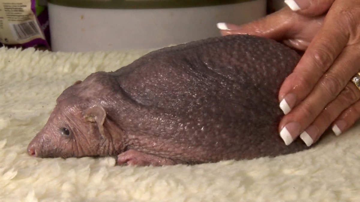 Лысые Ёжики смешные