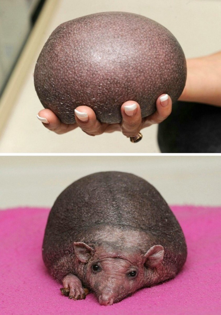 Ежик Нельсон