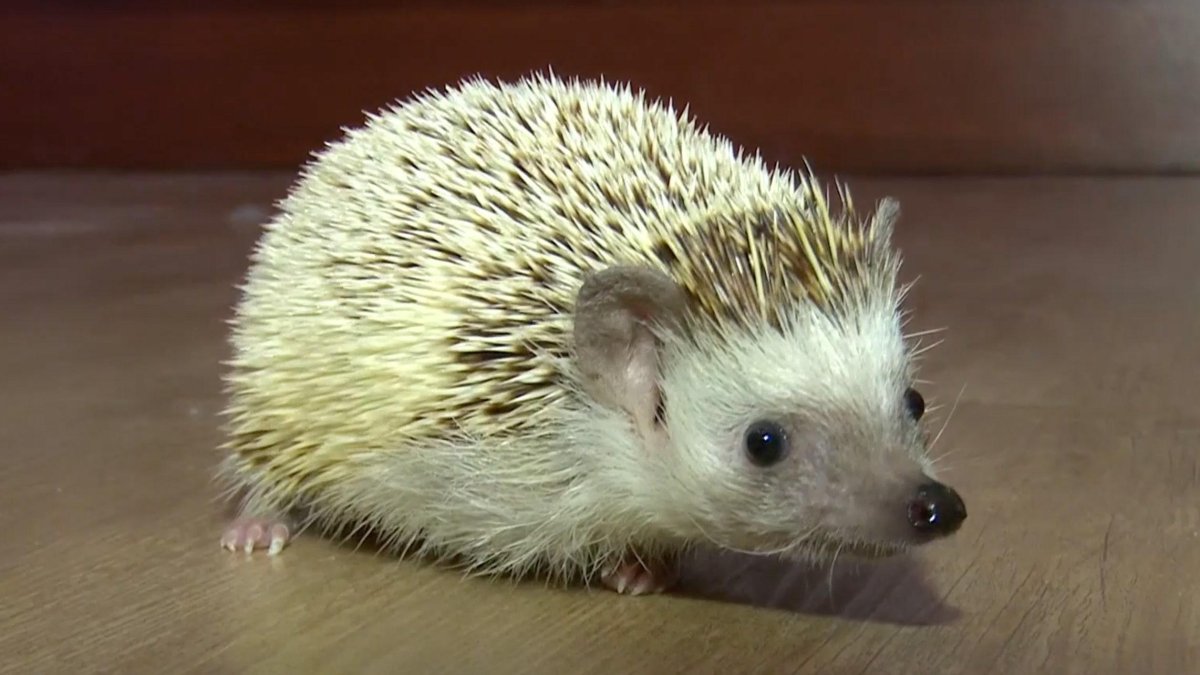 Животное с иголками вместо шерсти