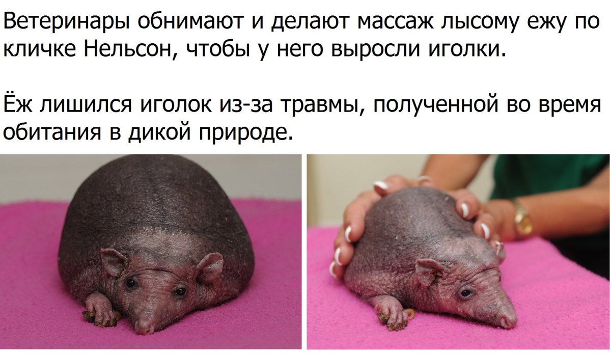 Лысый ёж прикол