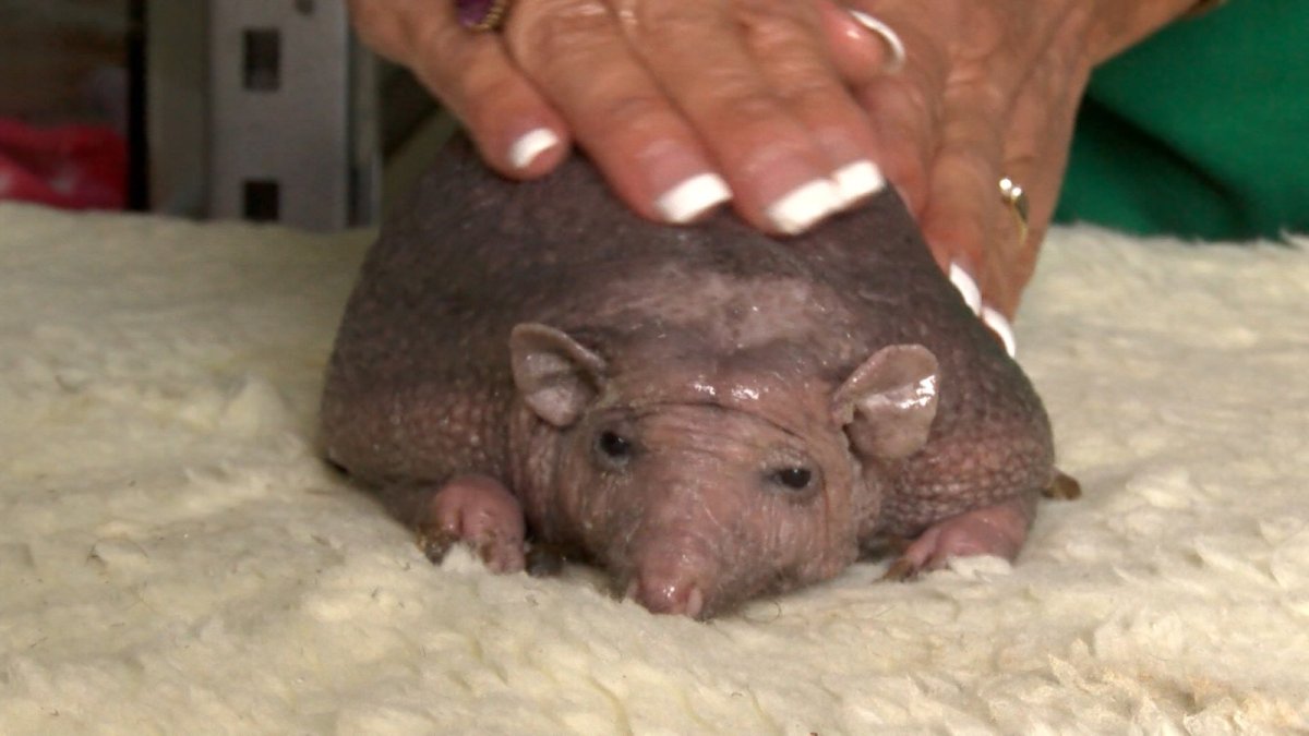 Маленький лысый Ежик