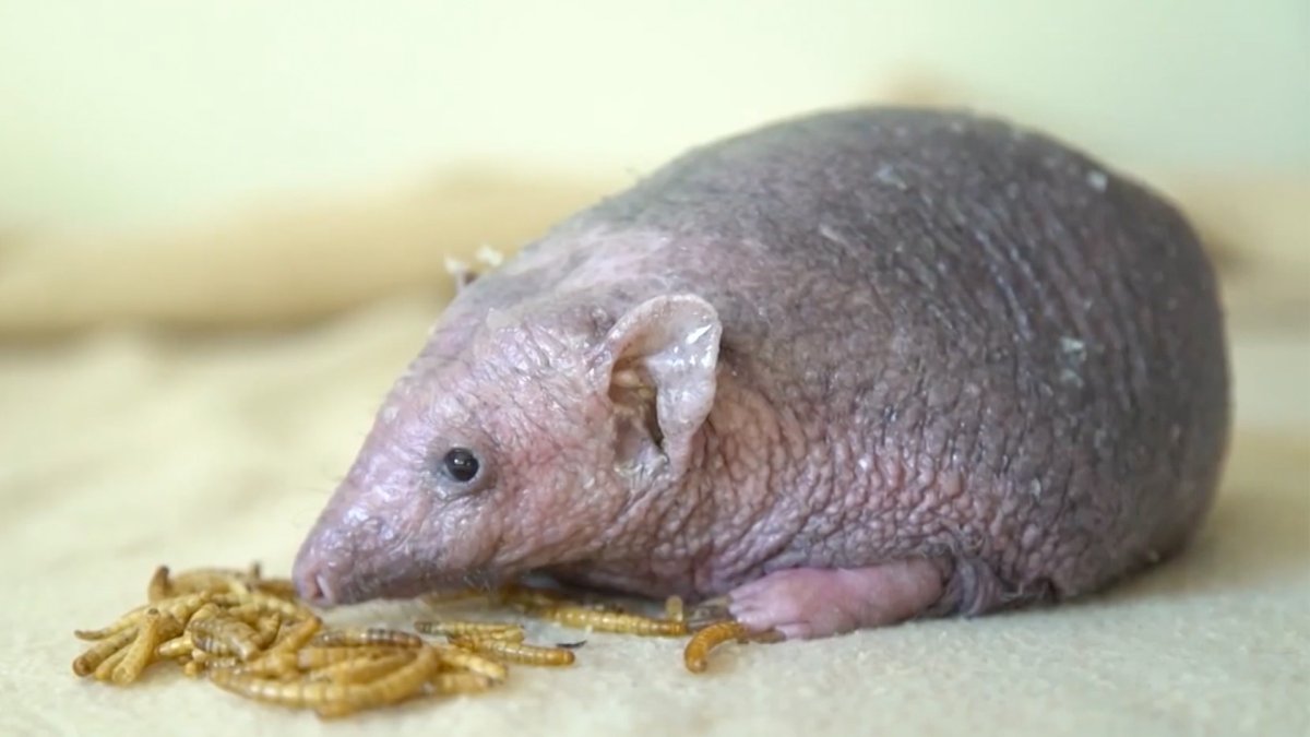 Бритый Ежик