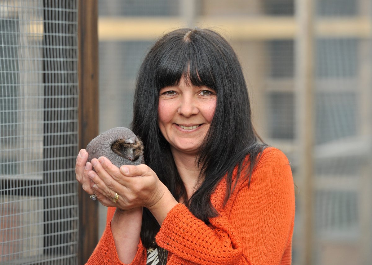 Ежик Нельсон