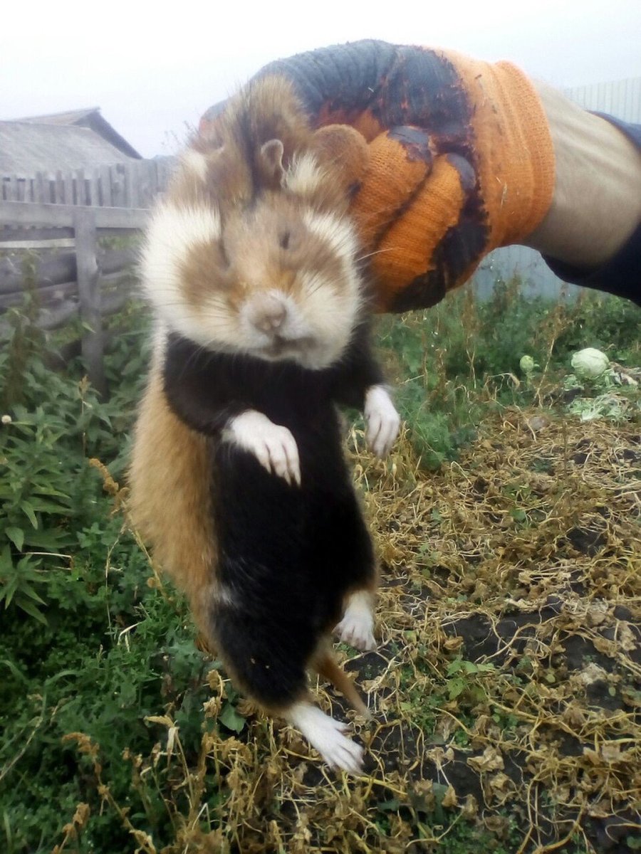 Дикий хомяк карбыш