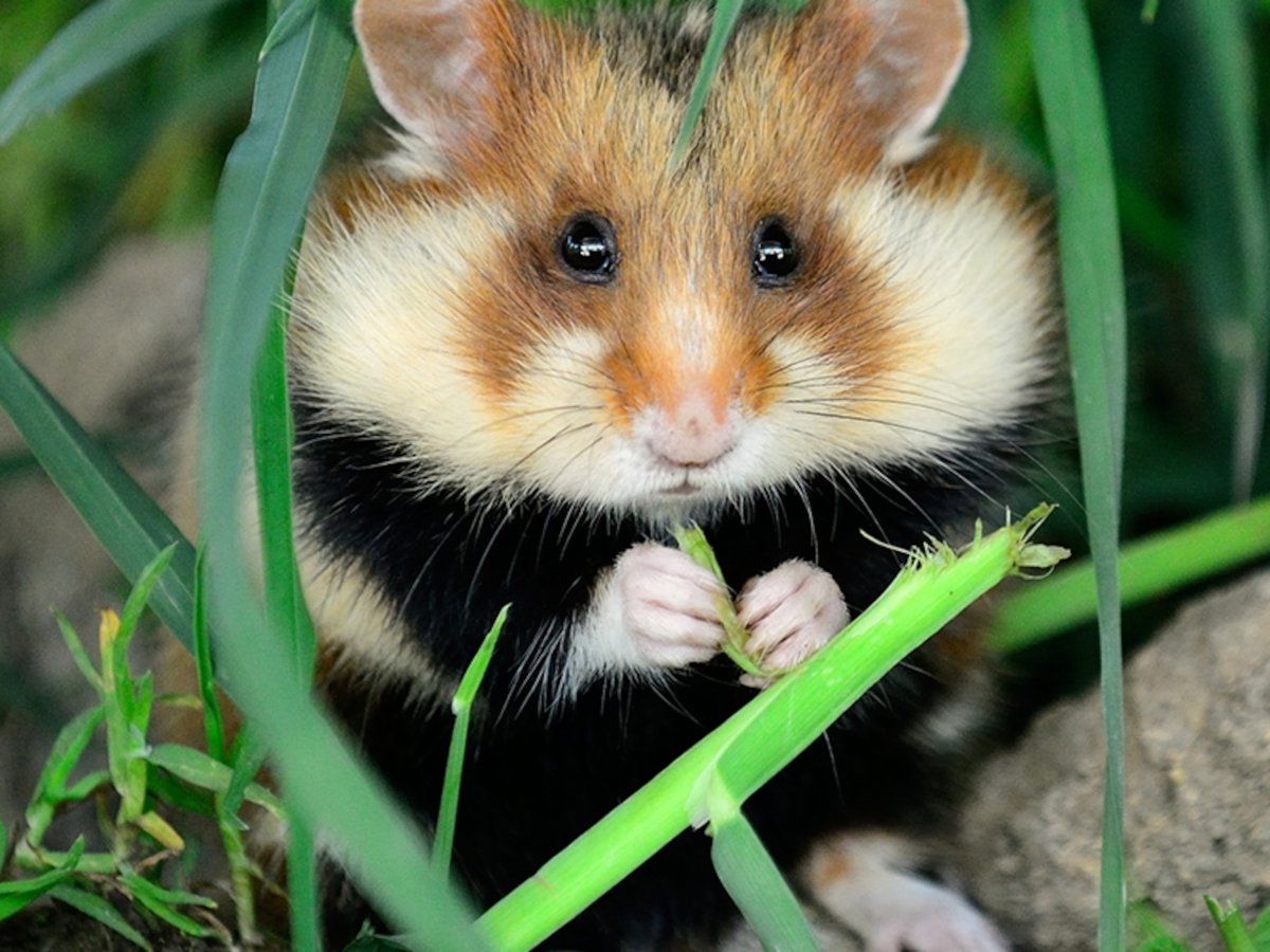 Хомяк картинка