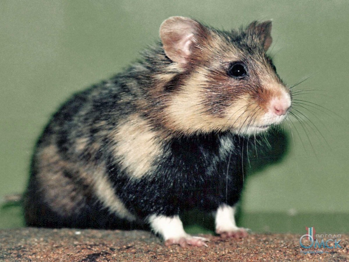 Земляной хомяк карбыш