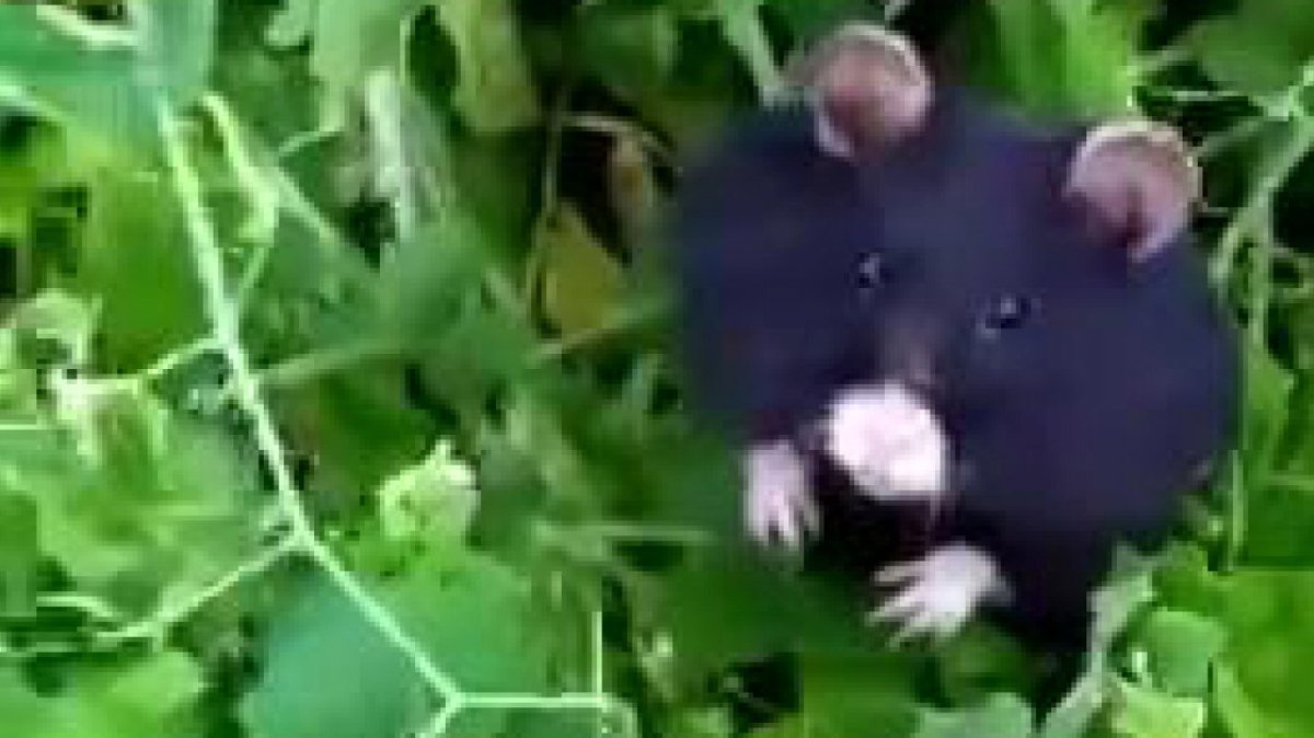 Слепой карбыш