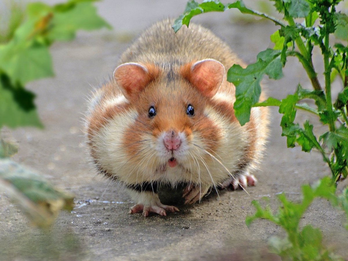 Обыкновенный хомяк Cricetus Cricetus