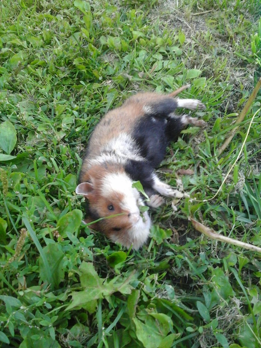 Лесной хомяк карбыш черный