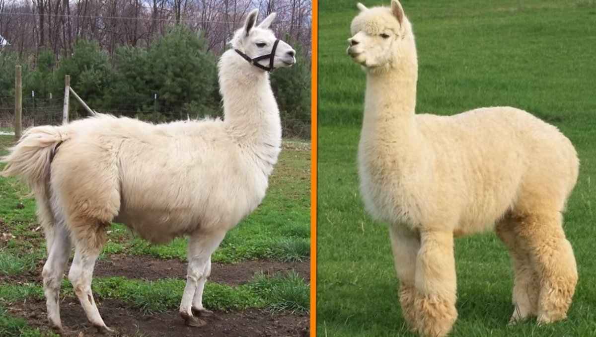 Копыта альпаки