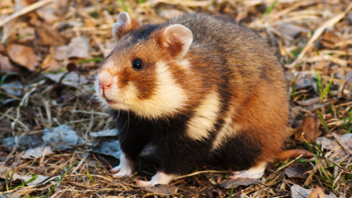 Дикий хомяк карбыш