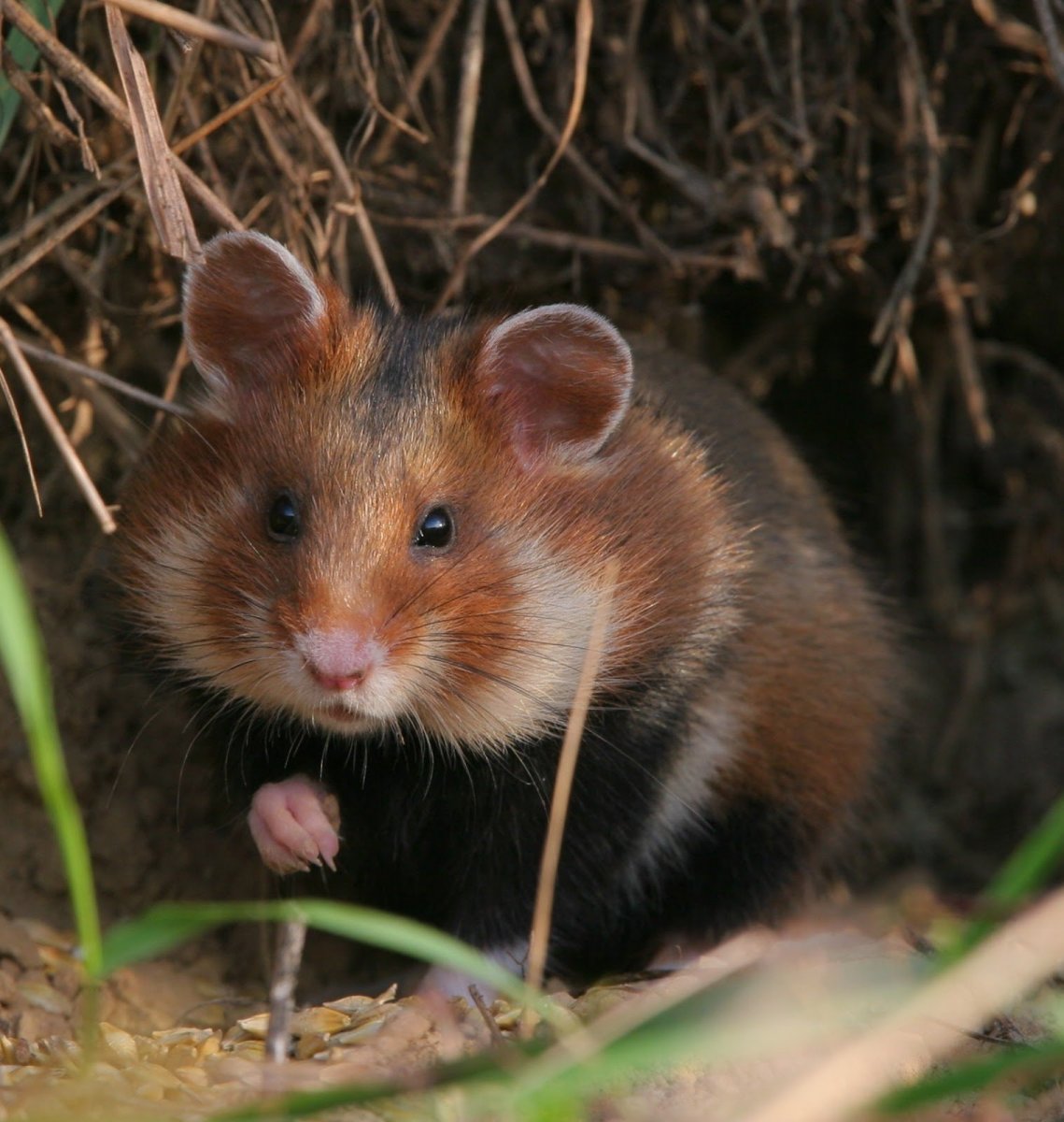 Степной хомяк карбыш