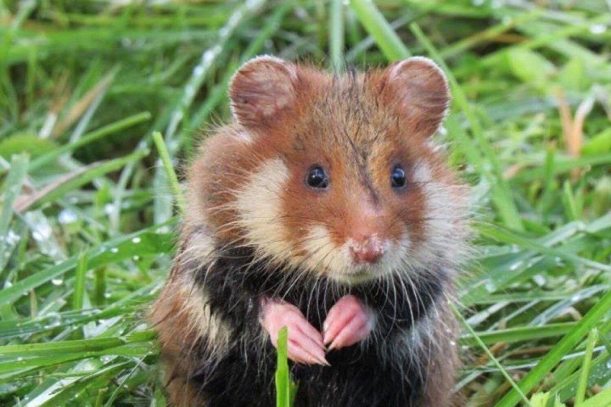 Сирийский карбыш