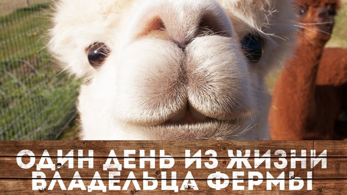 Лапы альпаки