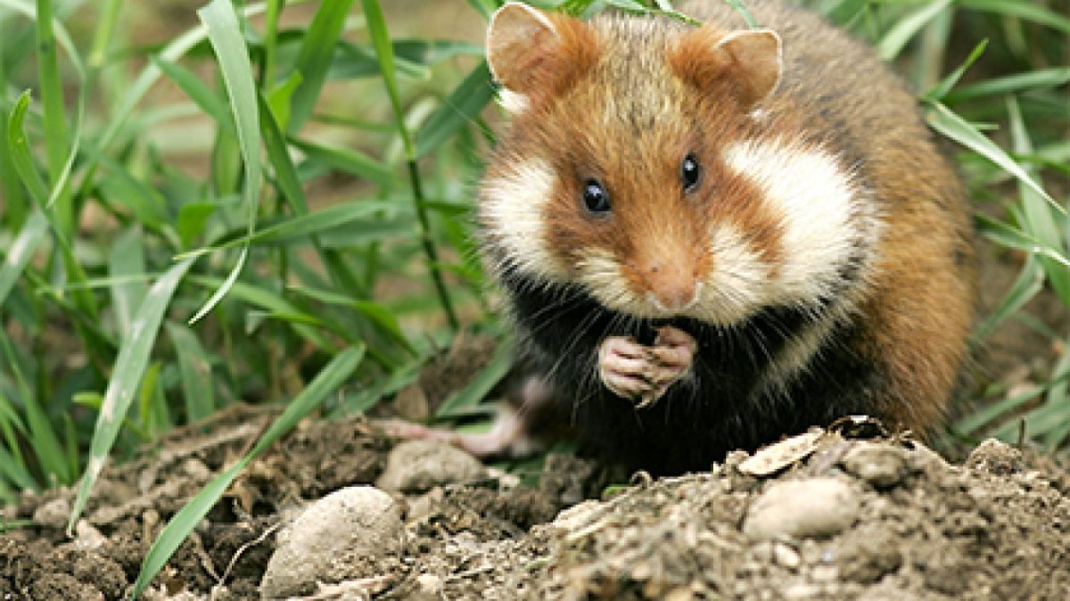 Лесной хомяк карбыш