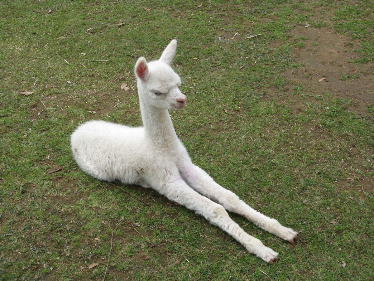 Альпака копыта