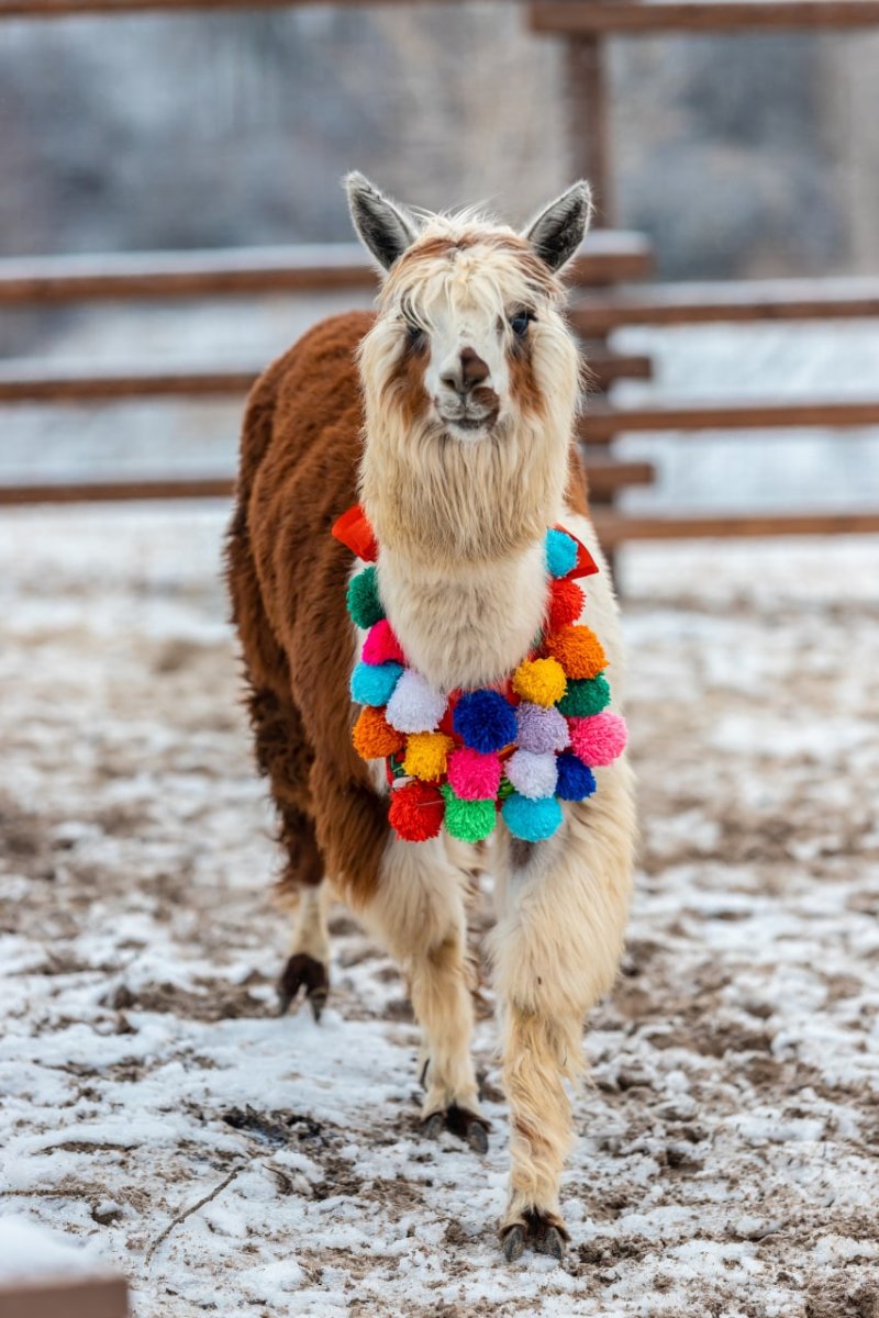 Альпака в костюме
