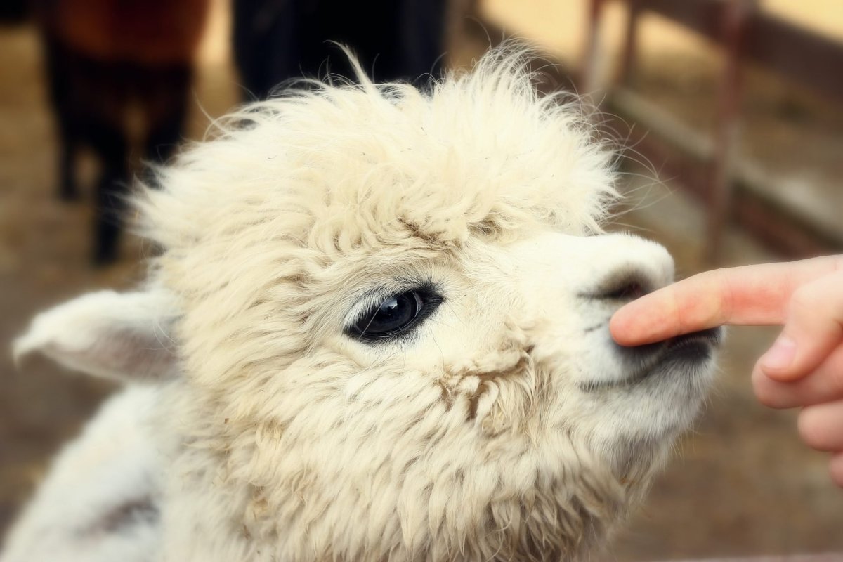 Альпаки маленькие пушистые