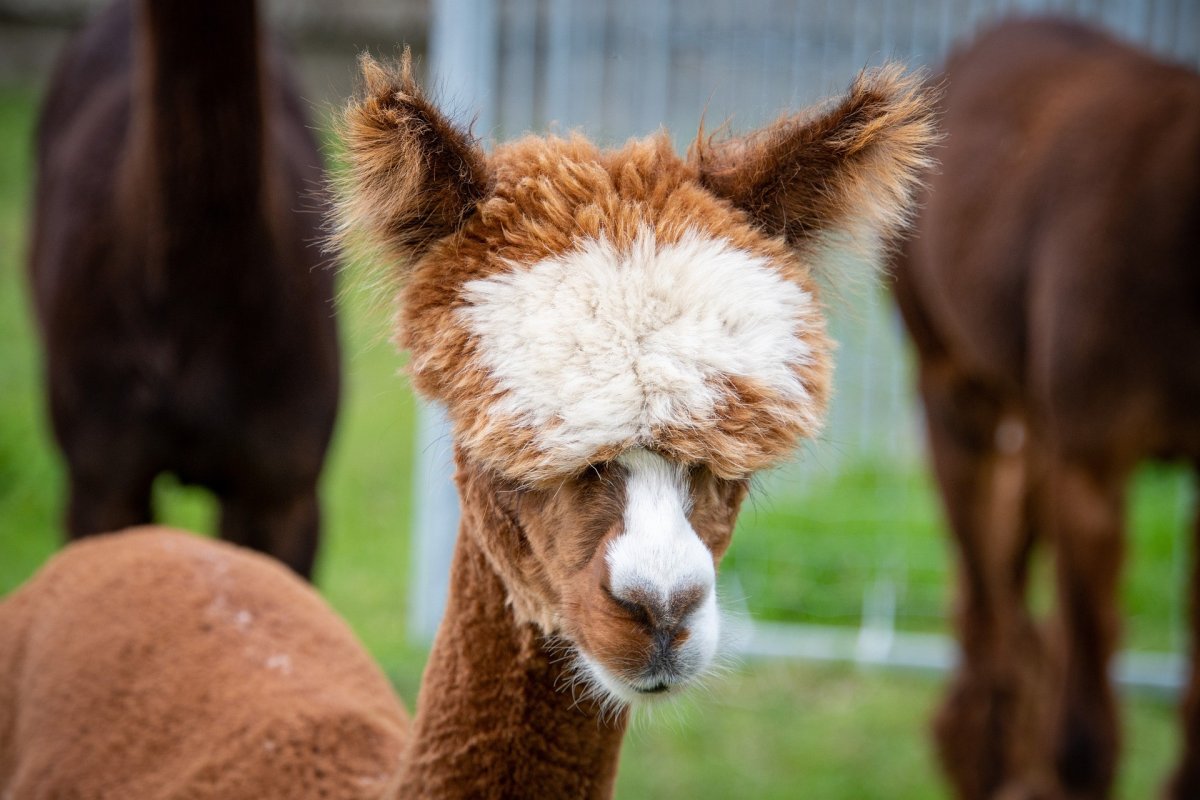 Альпака vicugna Pacos