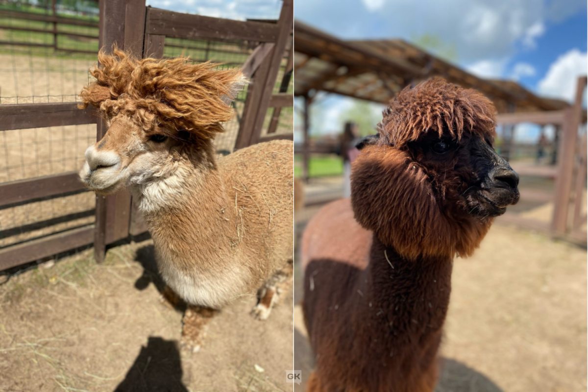 Миллион альпак