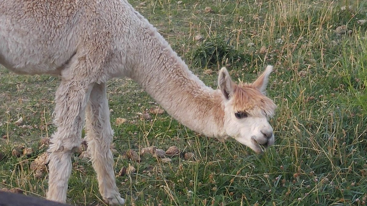 Уарисо викуньо